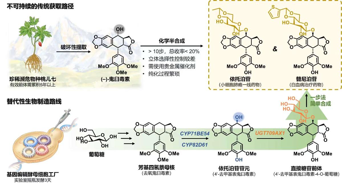 对照阅读另外该研究针对抗肿瘤药物依托